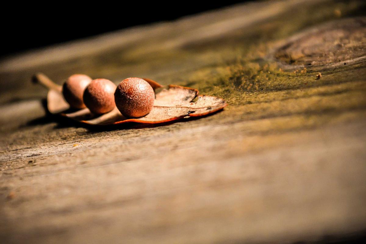 travel to Bali with kids culture experience